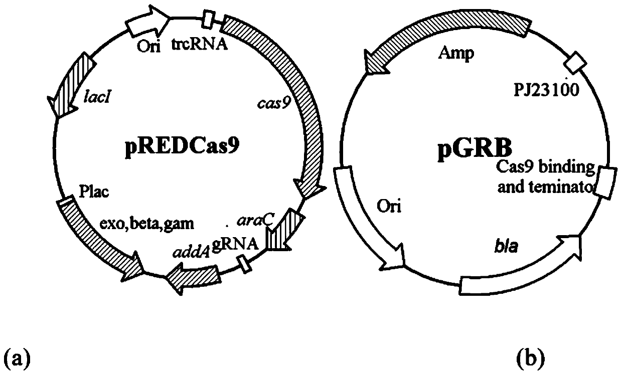 Genetically engineered bacterium for producing L-arginine and construction method and application thereof