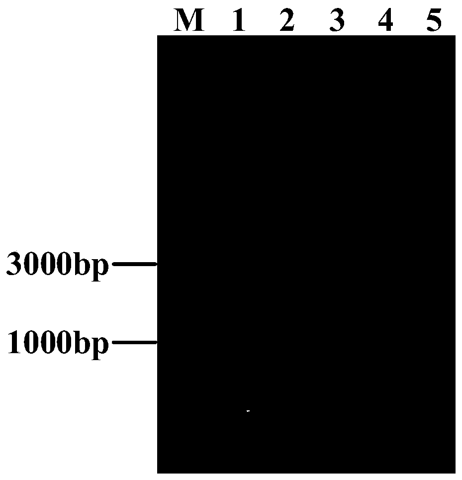 Genetically engineered bacterium for producing L-arginine and construction method and application thereof