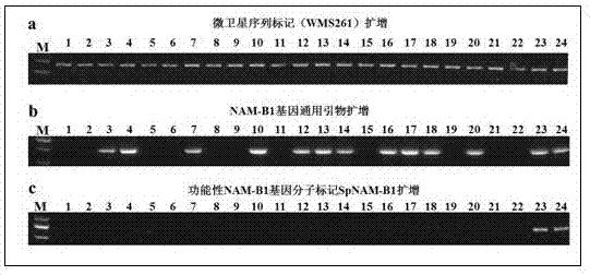 Molecular marker for wheat functional genes NAM-B1 and application of molecular marker