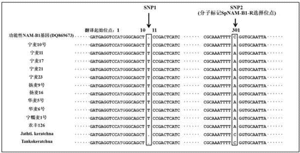 Molecular marker for wheat functional genes NAM-B1 and application of molecular marker