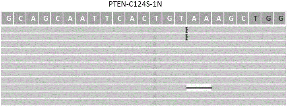 DNA containing mutational endonuclease identification section and application of DNA in genome editing