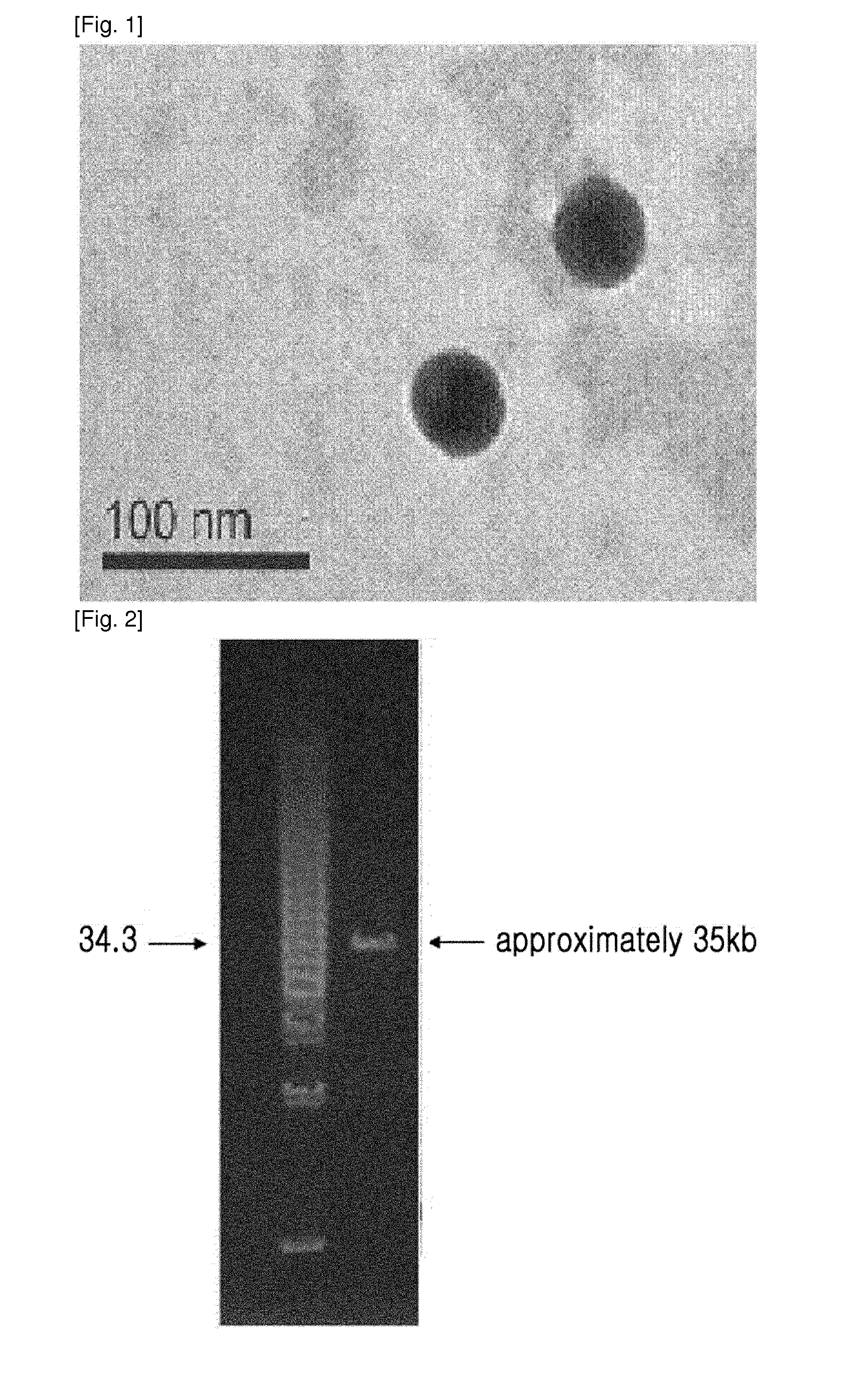 Novel isolated bacteriophage having e. coli-specific bactericidal activity and antibacterial composition comprising the same