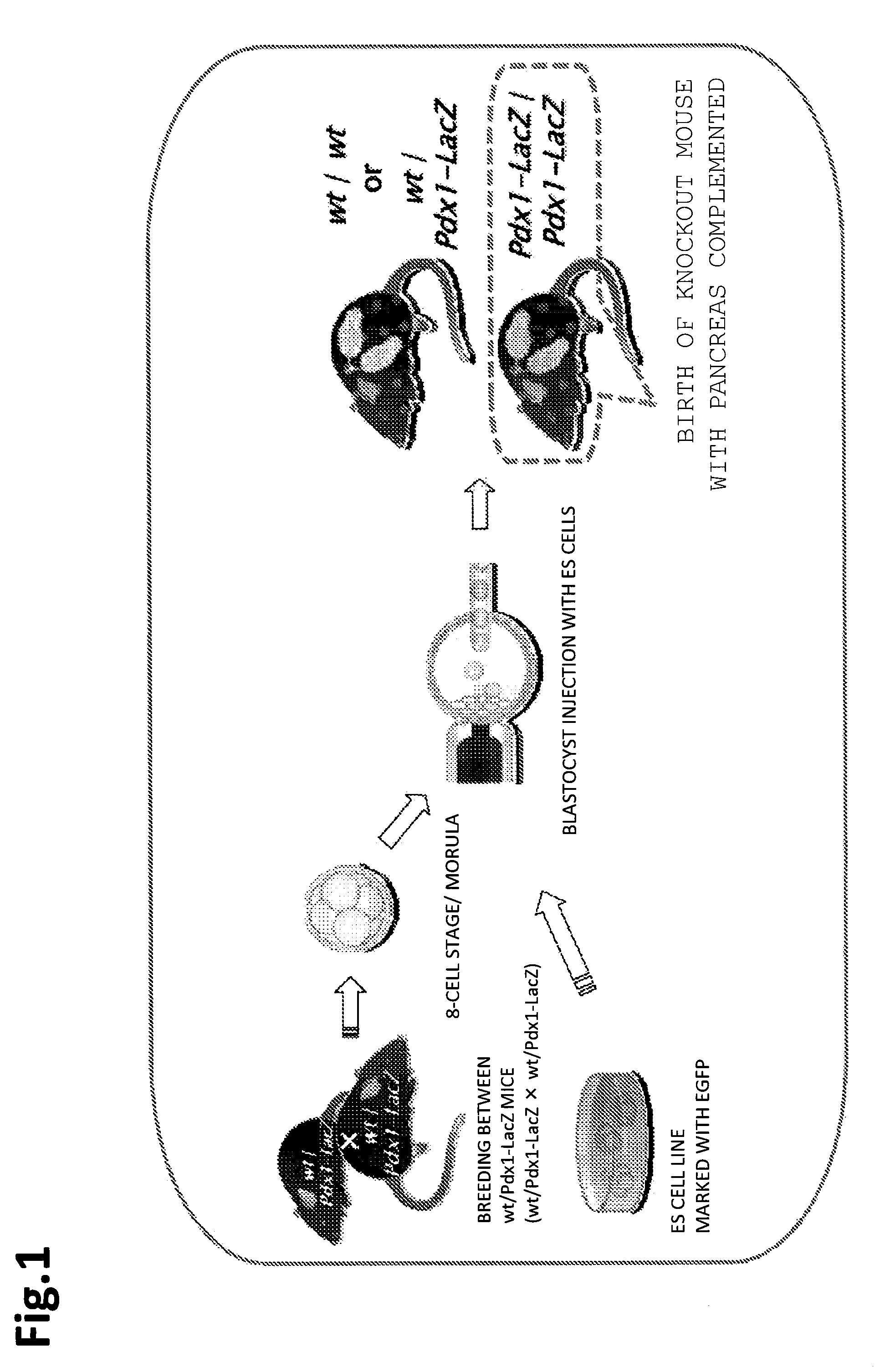 Method for producing founder animal for reproducing animal having lethal phenotype caused by gene modification