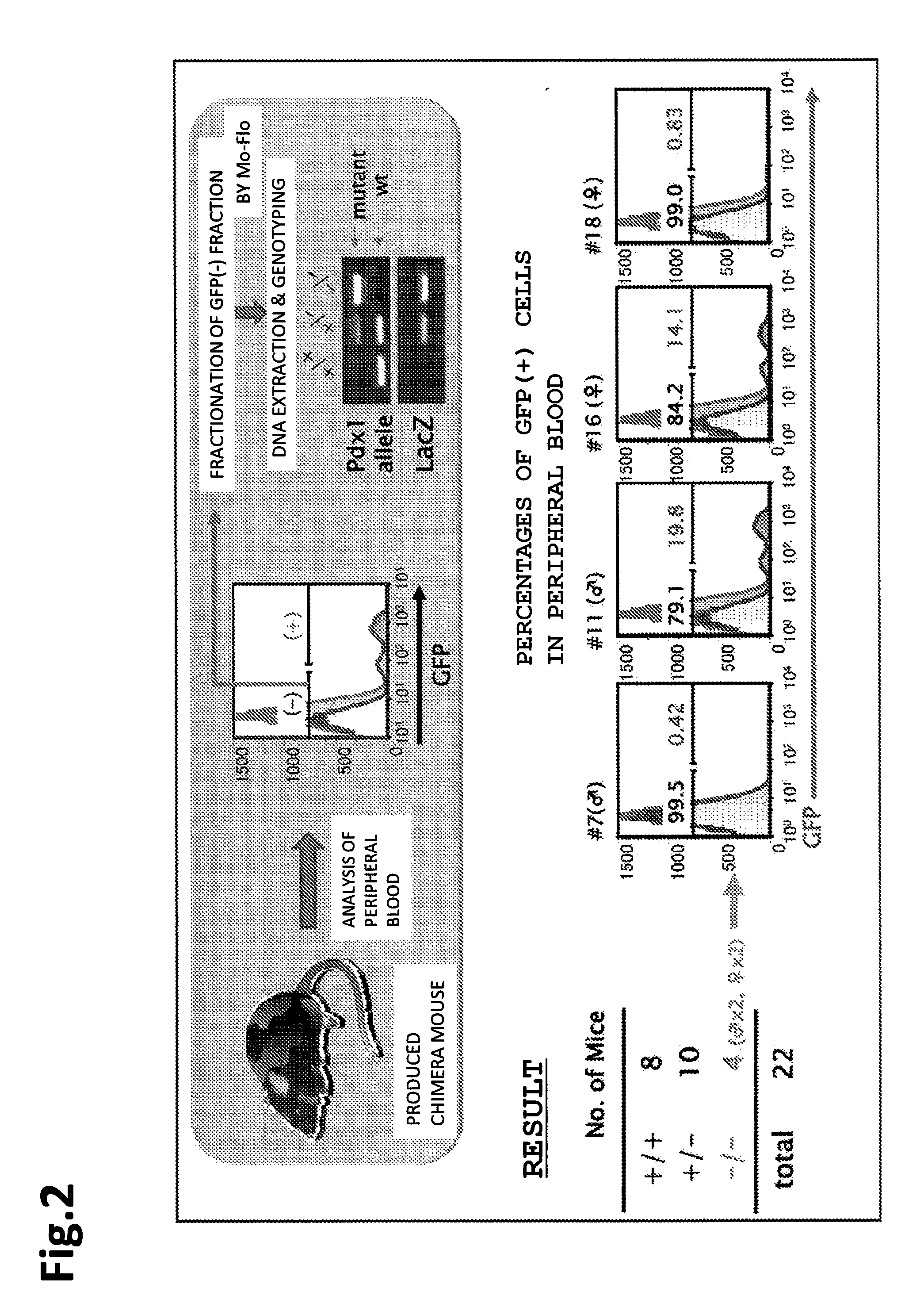 Method for producing founder animal for reproducing animal having lethal phenotype caused by gene modification