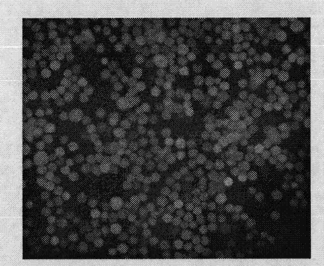 Recombinant baculovirus expressing Porcine Reproductive and Respiratory Syndrome Virus (PRRSV) immunogen gene and preparation method and application thereof