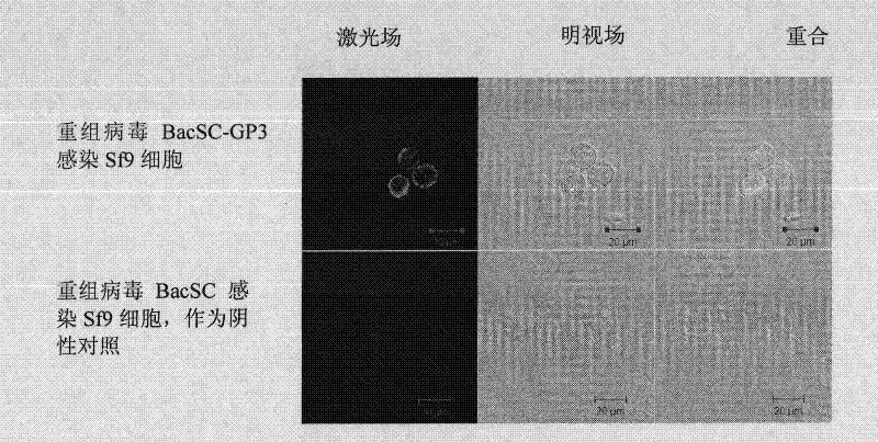 Recombinant baculovirus expressing Porcine Reproductive and Respiratory Syndrome Virus (PRRSV) immunogen gene and preparation method and application thereof