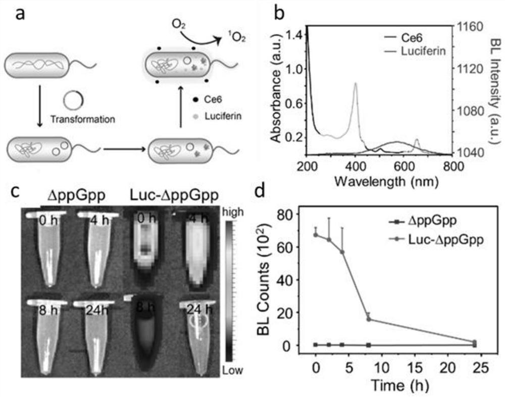 Bioluminescent engineered bacterium composition, and preparation method and application thereof