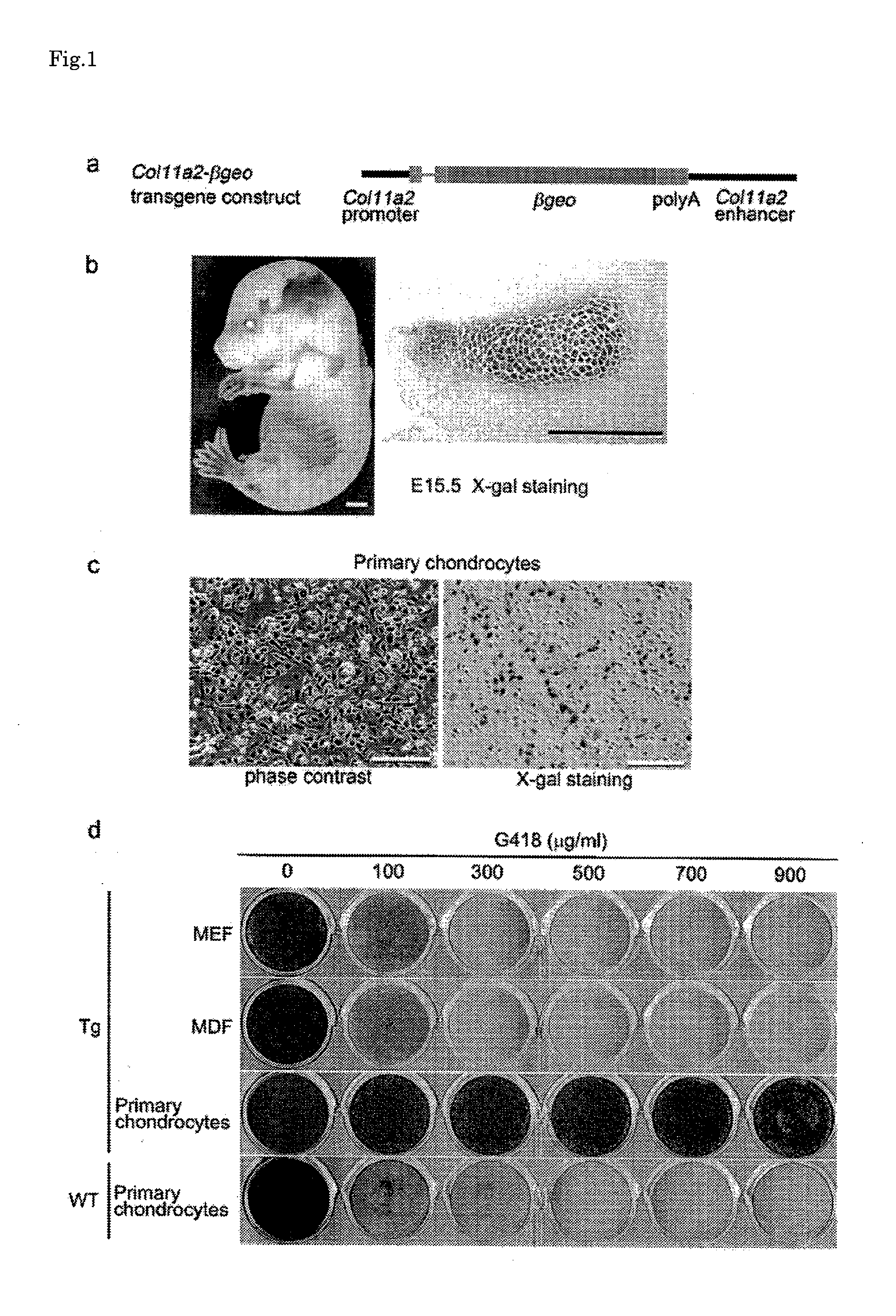 Chondrocyte-like cell, and method for producing same