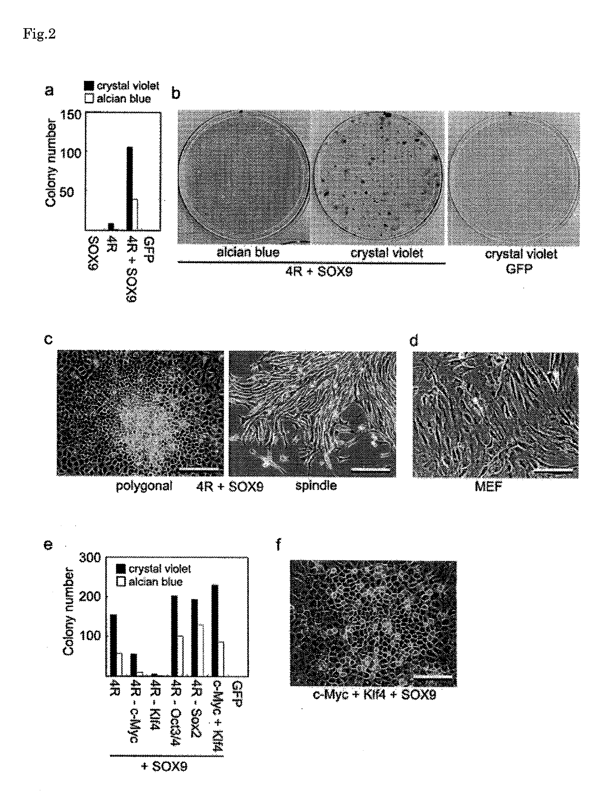 Chondrocyte-like cell, and method for producing same