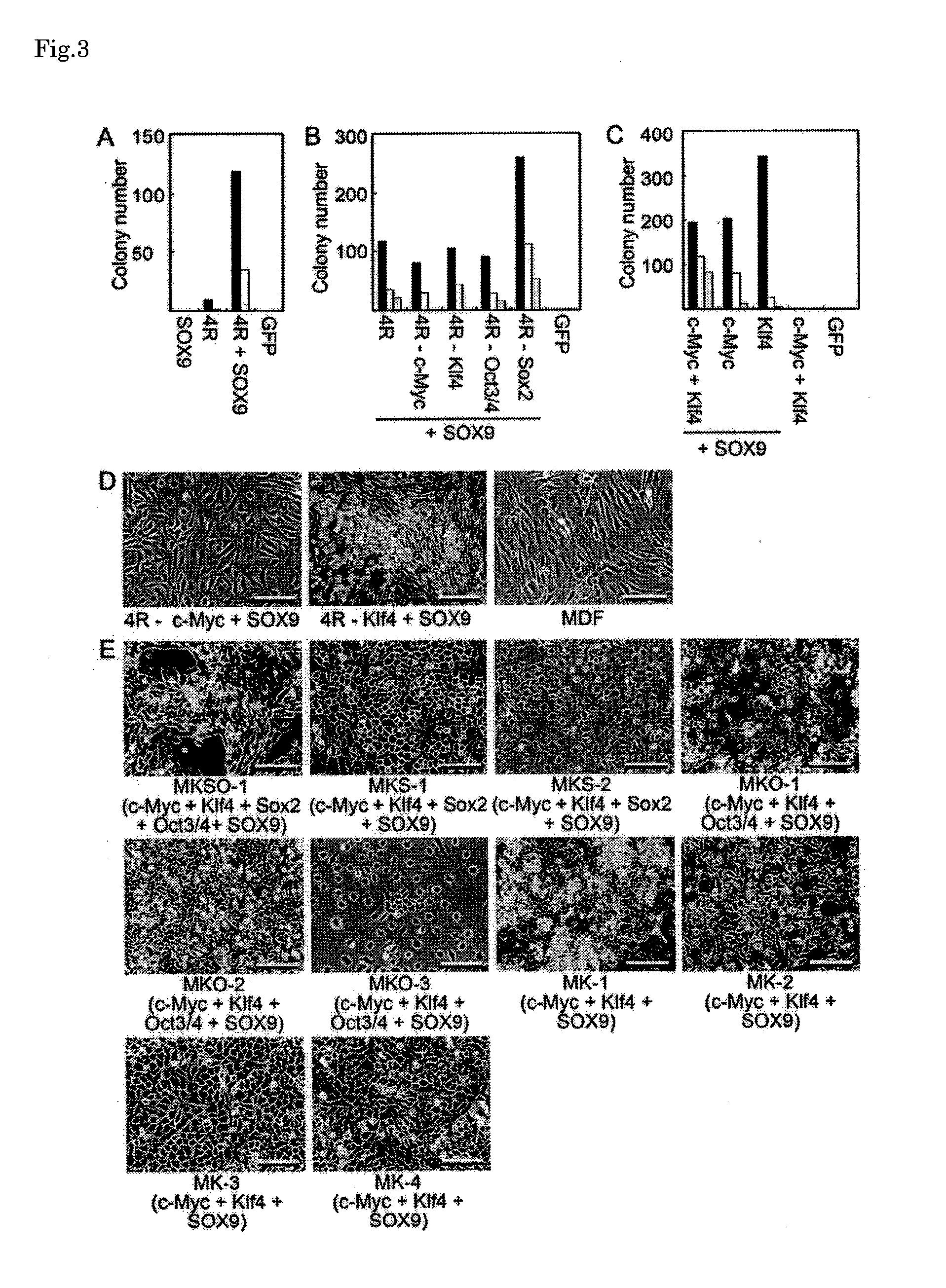 Chondrocyte-like cell, and method for producing same