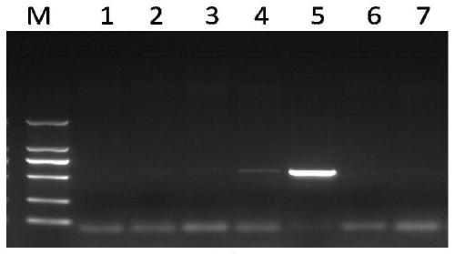 A method for screening transgenic peanuts by constructing an expression vector containing Δ12-fatty acid dehydrogenase gene