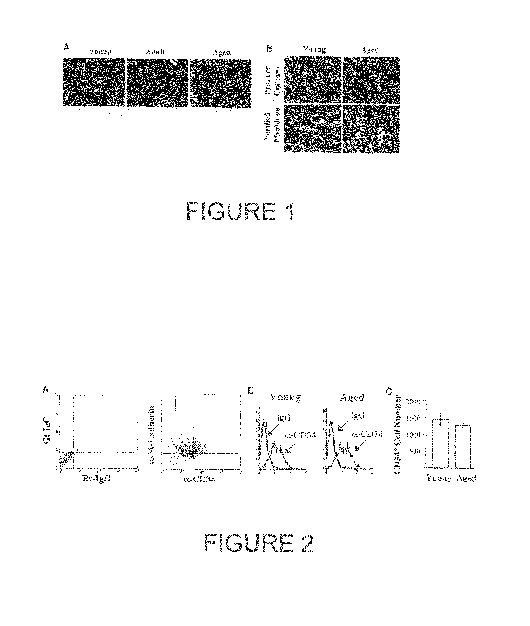 Methods and compositions for regeneration of aged skeletal muscle tissues