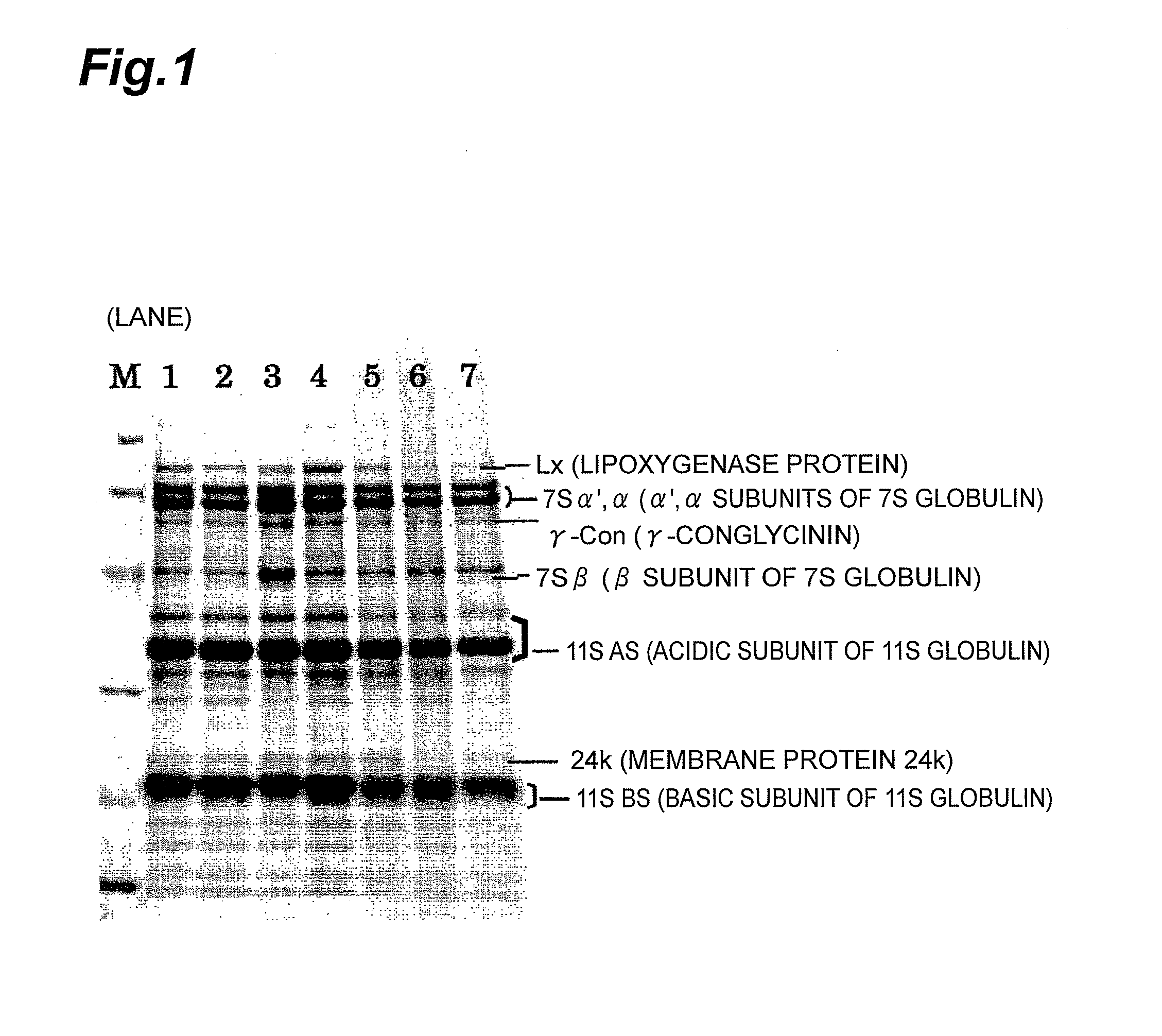 Processed soybean material and method for producing processed soybean material