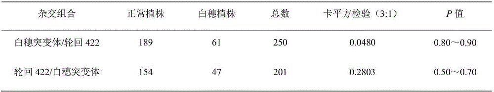 Breeding method for hybrid rice two-line sterility line with albino ear lemmas