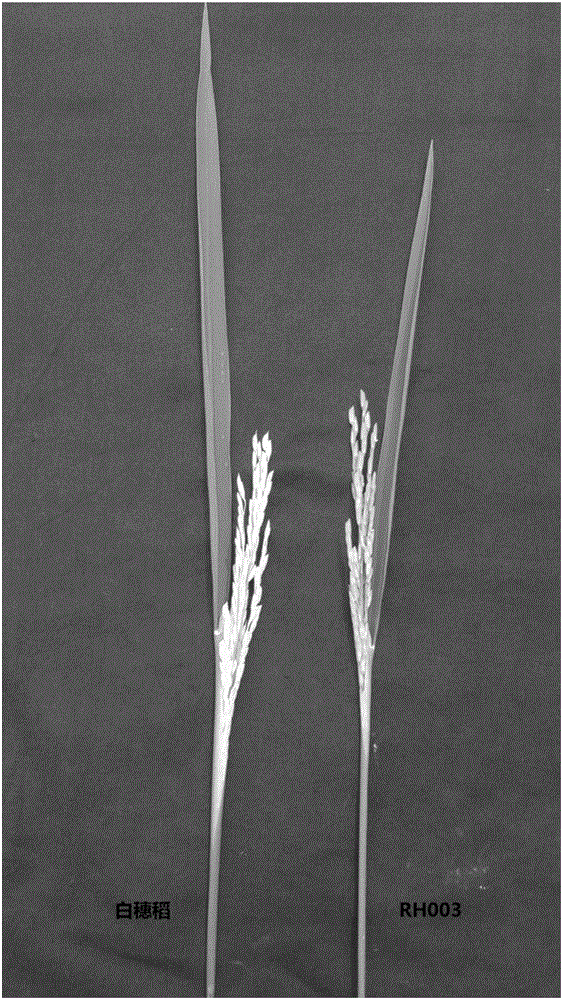 Breeding method for hybrid rice two-line sterility line with albino ear lemmas