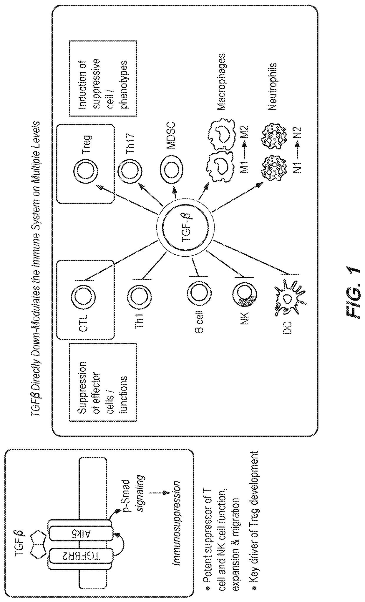 Method of using a bispecific antibody to conditionally inhibit a receptor signaling complex