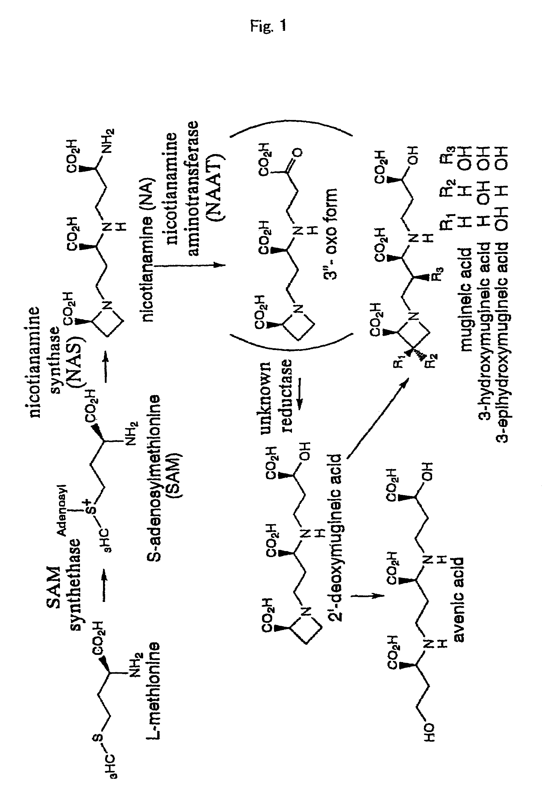 Nicotianamine synthase and gene encoding the same