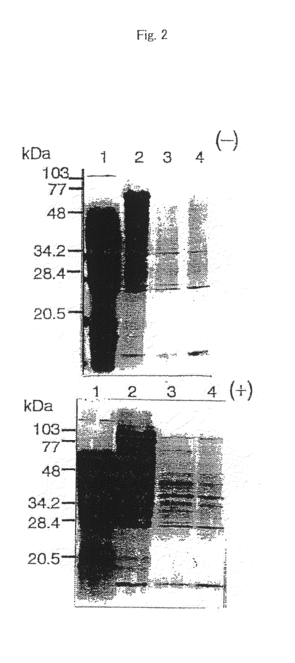 Nicotianamine synthase and gene encoding the same