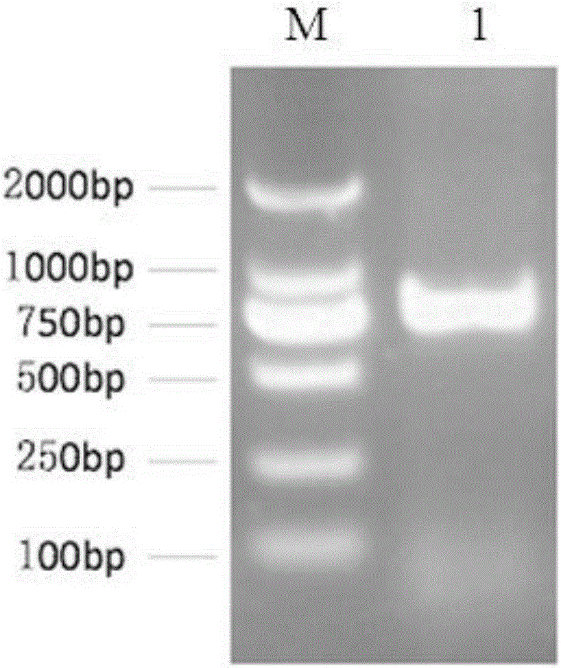 Single-chain antibody of swine-origin enterotoxigenic Escherichia coli K88 FaeG resistant protein and preparation method of single-chain antibody
