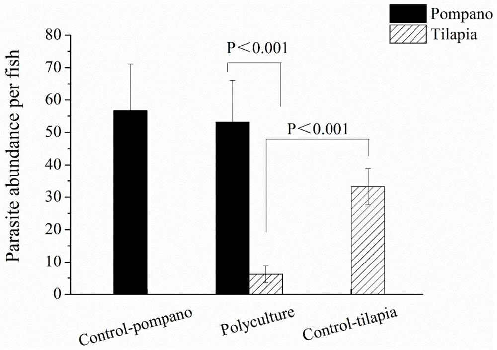 A method of using tilapia biological control to stimulate Cryptocaryon infection