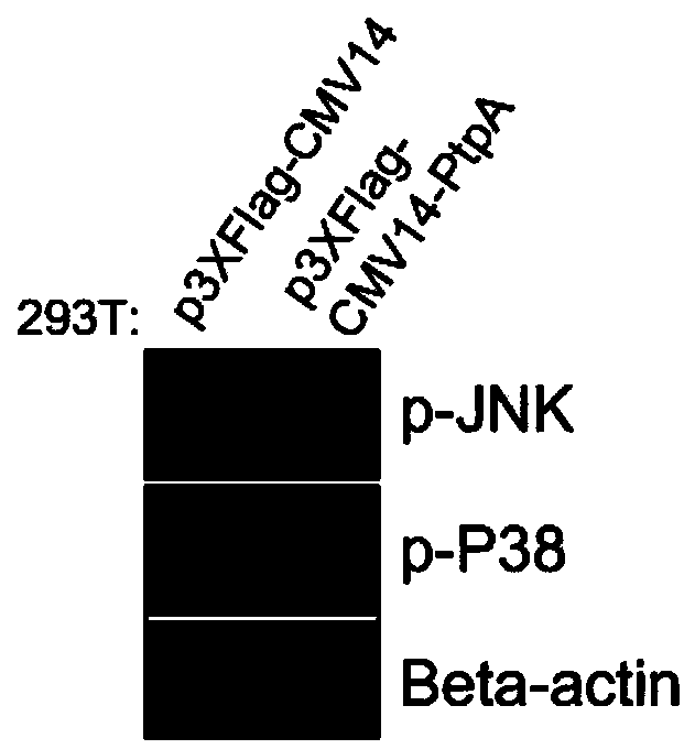 Mycobacterium tuberculosis secretory protein PtpA capable of dephosphorylating p-JNK and p-P38
