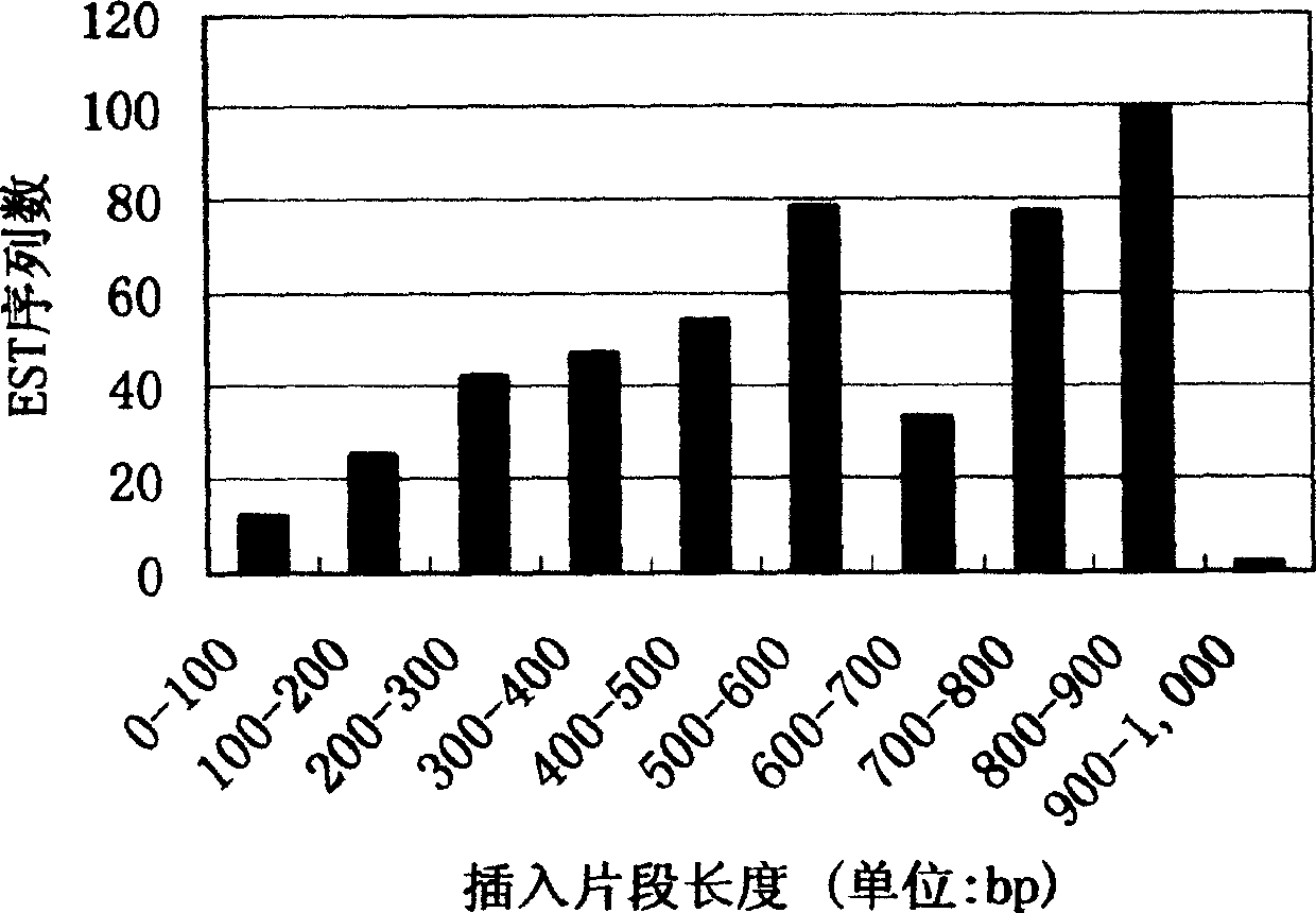 South China sea conus littertus linnaeus nervotoxin and its coding sequence and use