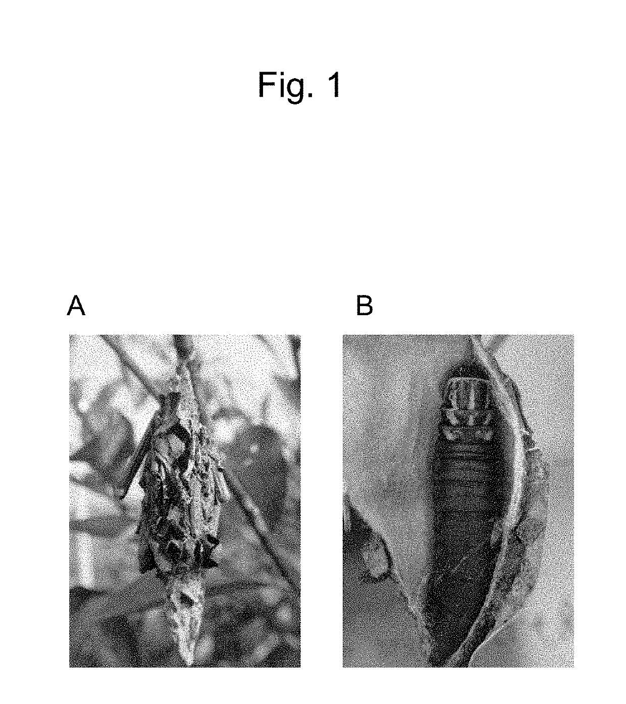 Recombinant bagworm silk (as amended)