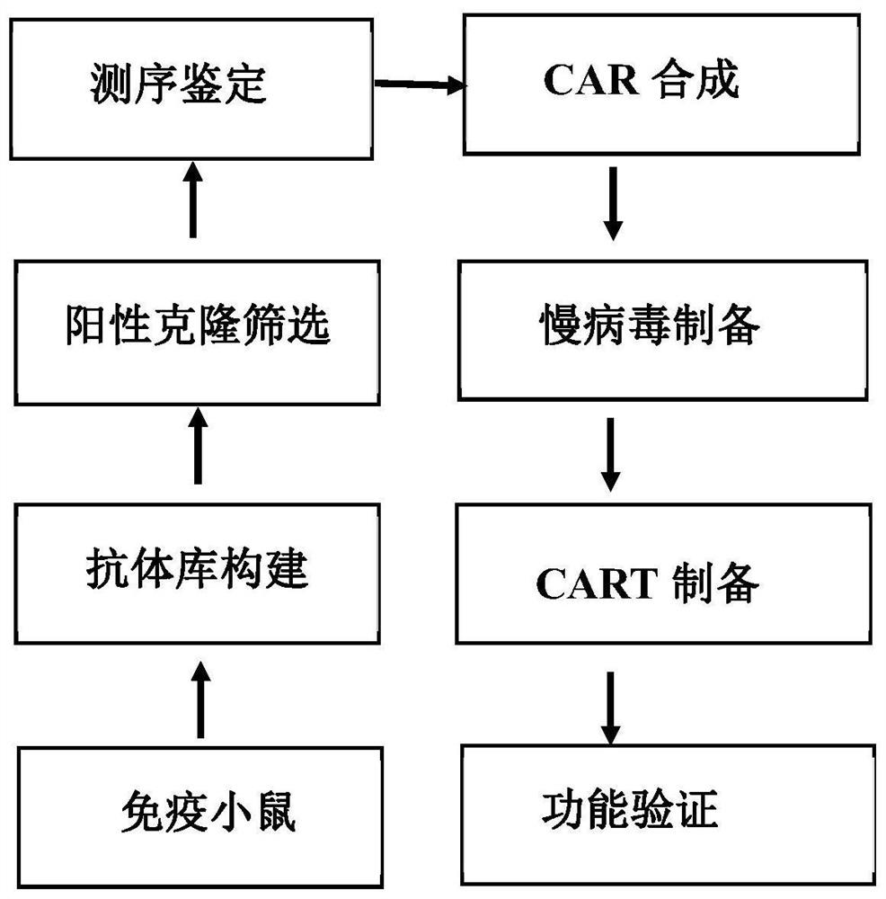 A kind of cd123 binding protein, car containing it and application thereof