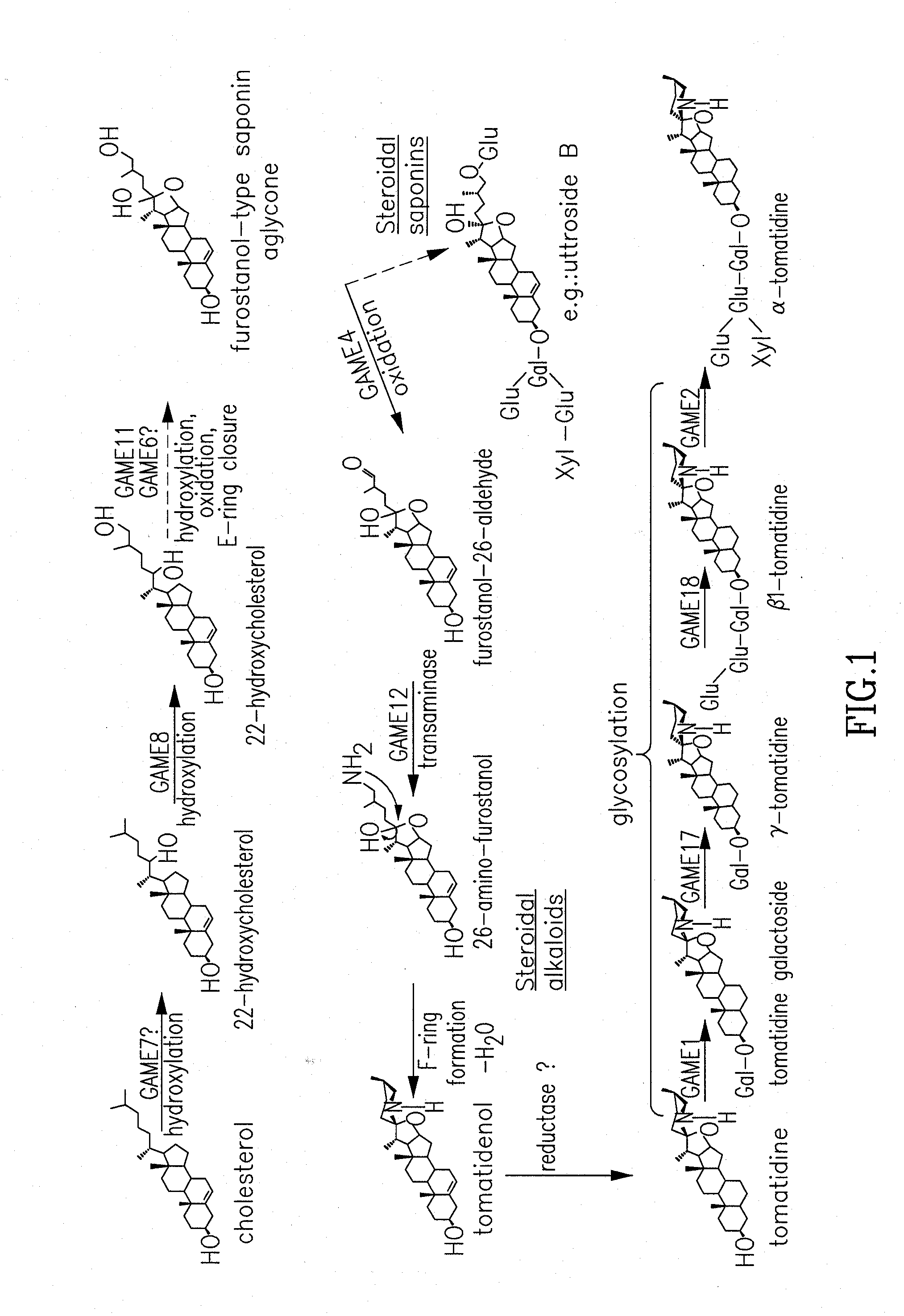 Plant with altered content of steroidal glycoalkaloids