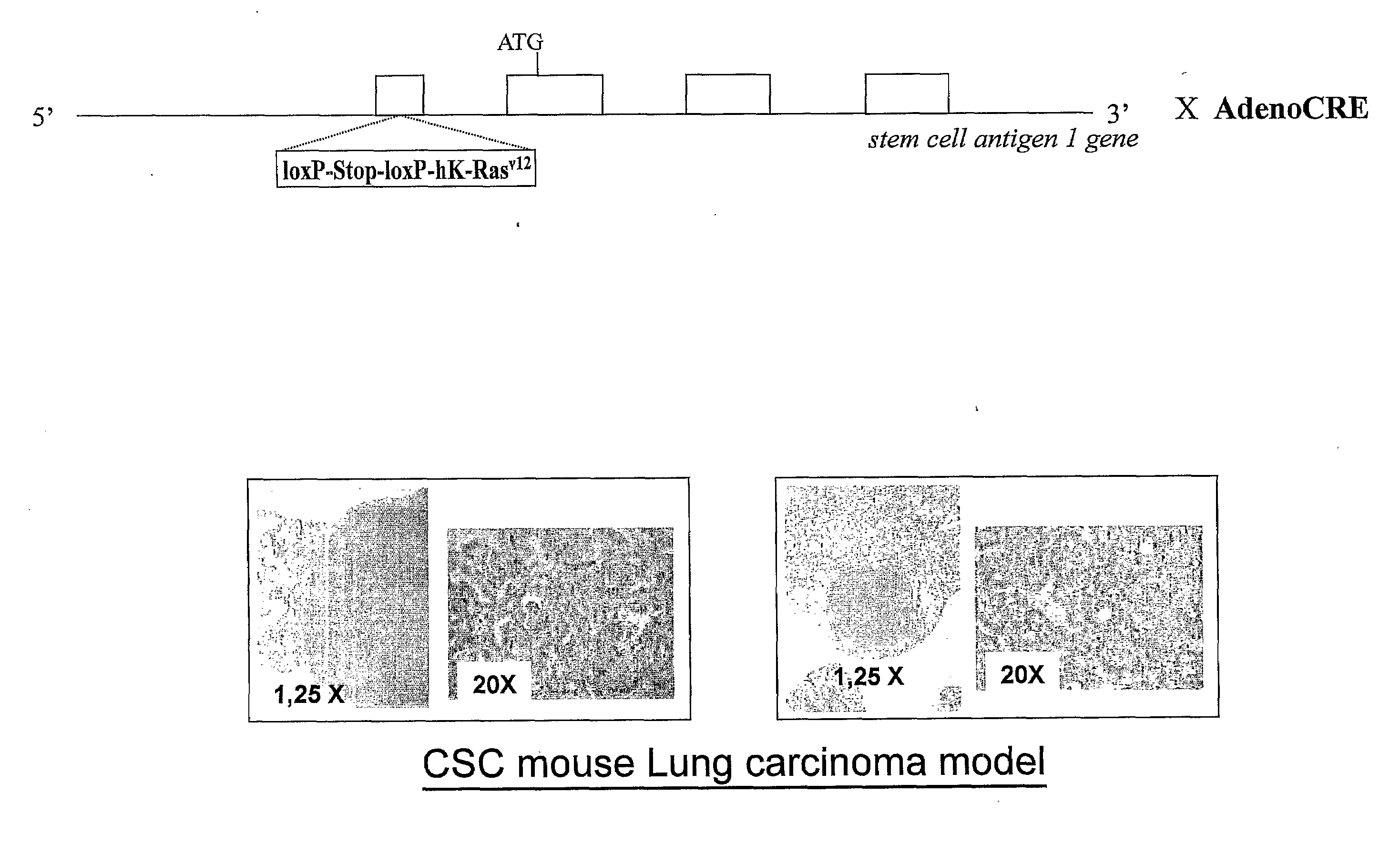 Murine Stem Cells and Applications Thereof