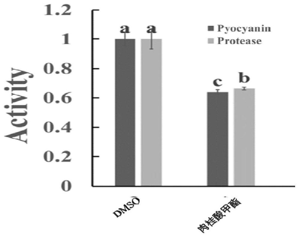 Methyl cinnamate as a quorum sensing inhibitor and its application in the treatment of bacterial diseases