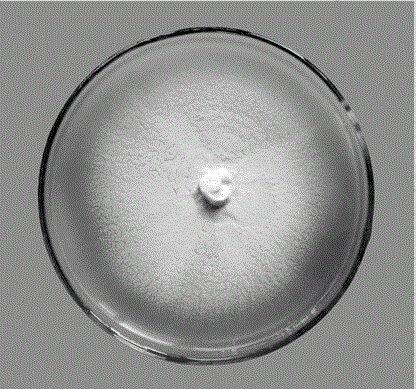 Beauveria bassiana with high pathogenicity to anoplophora chinensis larva and applications thereof