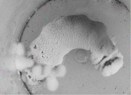 Beauveria bassiana with high pathogenicity to anoplophora chinensis larva and applications thereof