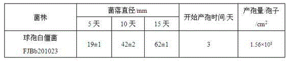 Beauveria bassiana with high pathogenicity to anoplophora chinensis larva and applications thereof