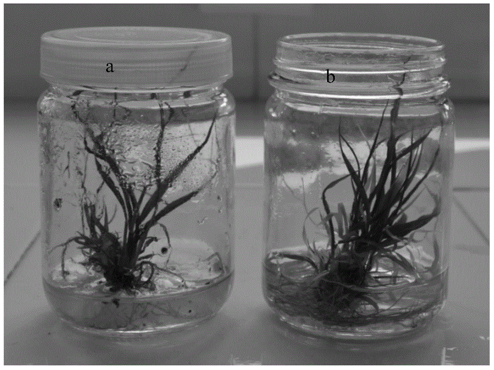Open rooting method for sugarcane tissue culture seedlings