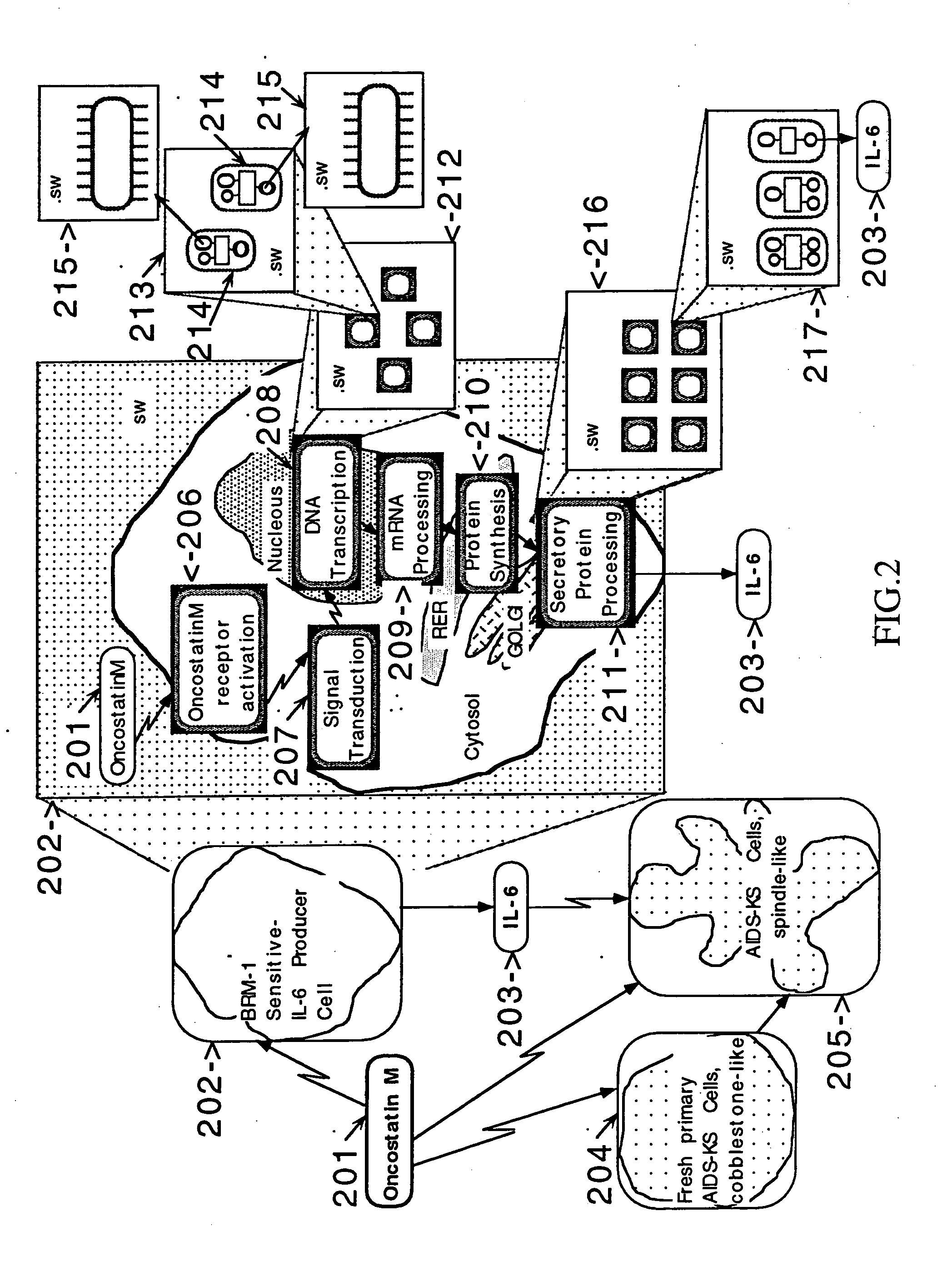 Network models of biochemical pathways