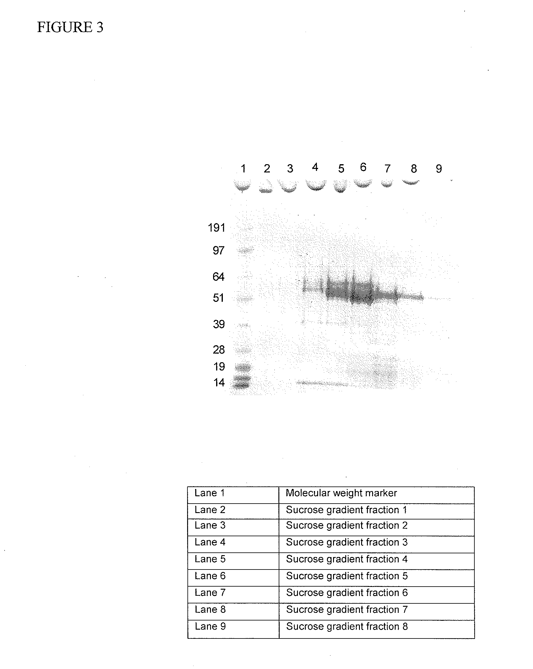 Virus-like particles comprising composite capsid amino acid sequences for enhanced cross reactivity