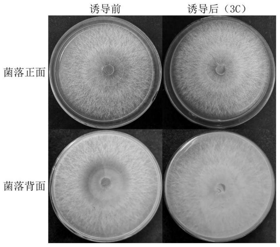 Cultivation method and application of mushroom penicilliosis strong-resistance strain