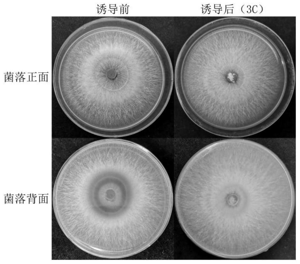 Cultivation method and application of mushroom penicilliosis strong-resistance strain