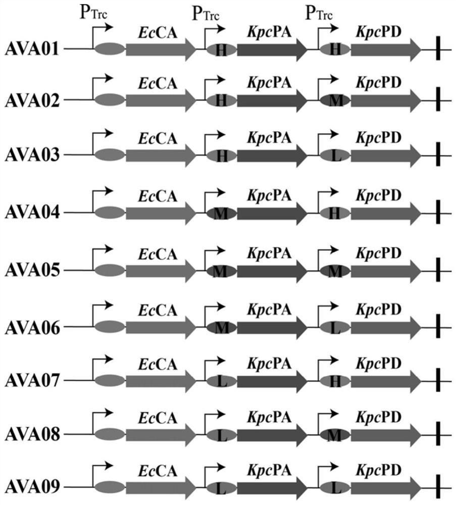 Recombinant escherichia coli for efficiently producing glutaric acid and construction method of recombinant escherichia coli