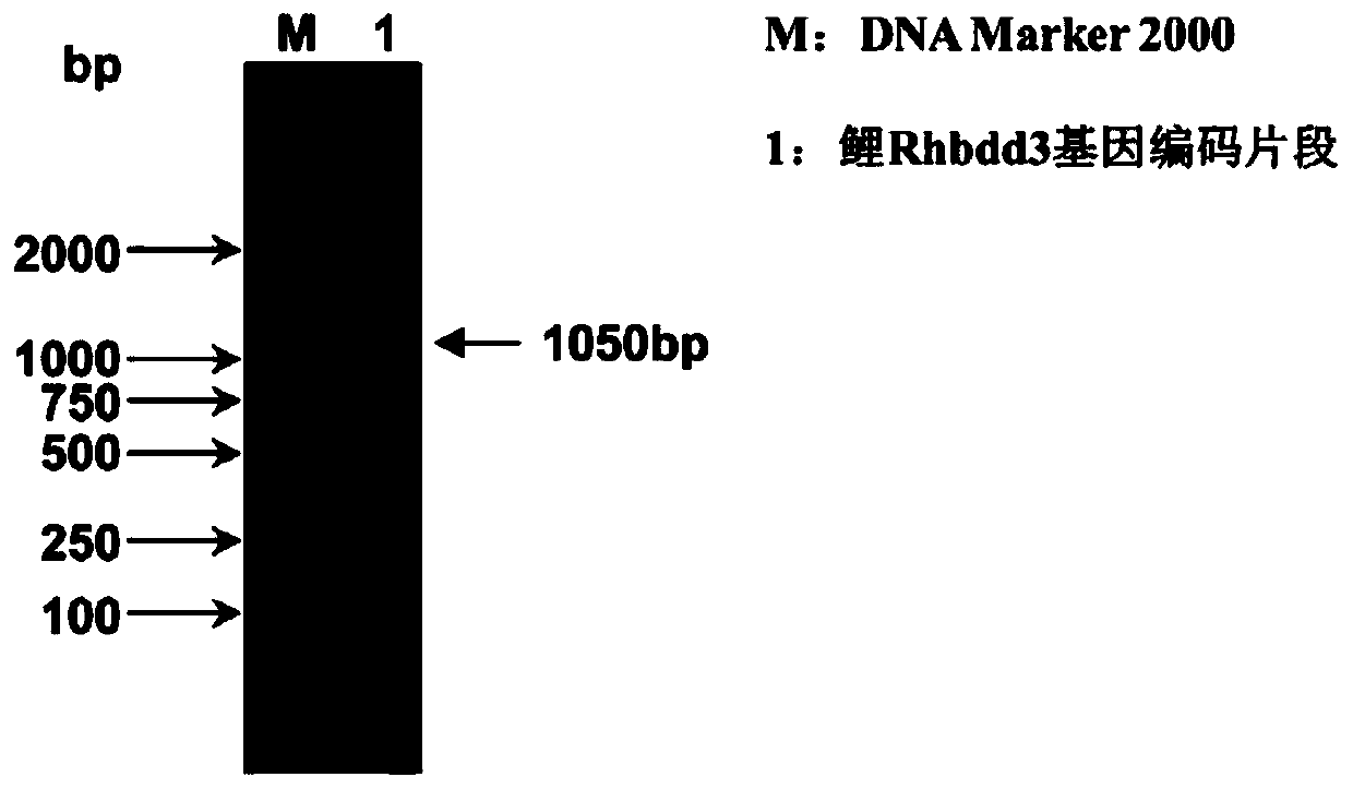 Isolated carp antiviral protein Rhbdd3 and antiviral activity thereof
