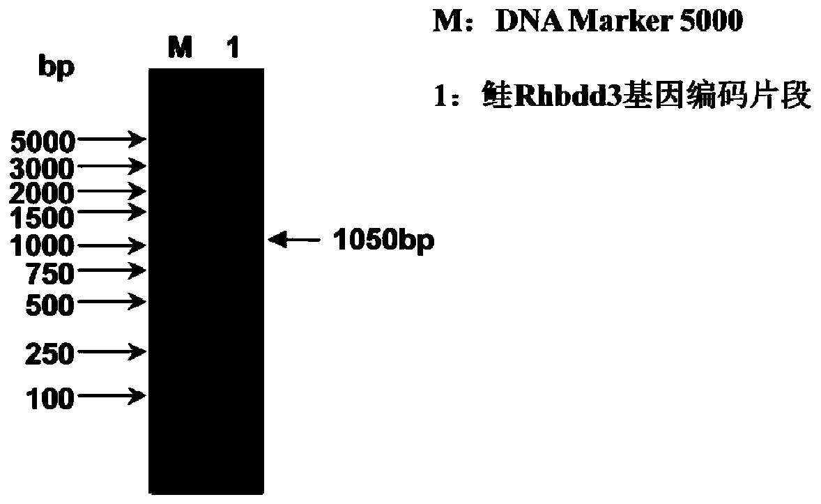 Isolated carp antiviral protein Rhbdd3 and antiviral activity thereof