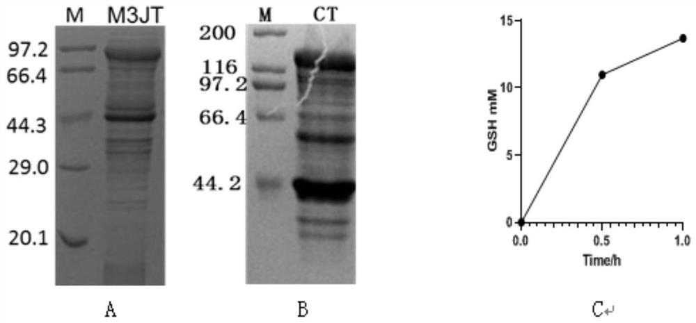 Recombinant escherichia coli for synthesizing glutathione and application of recombinant escherichia coli