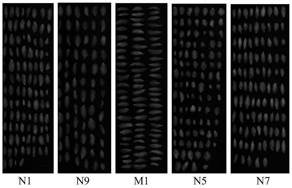 Variety identification method of Lycium barbarum based on hyperspectral imaging technology