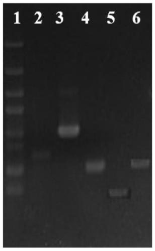 Method for improving bacillus glycerin metabolism to increase yield of poly gamma-glutamic acid