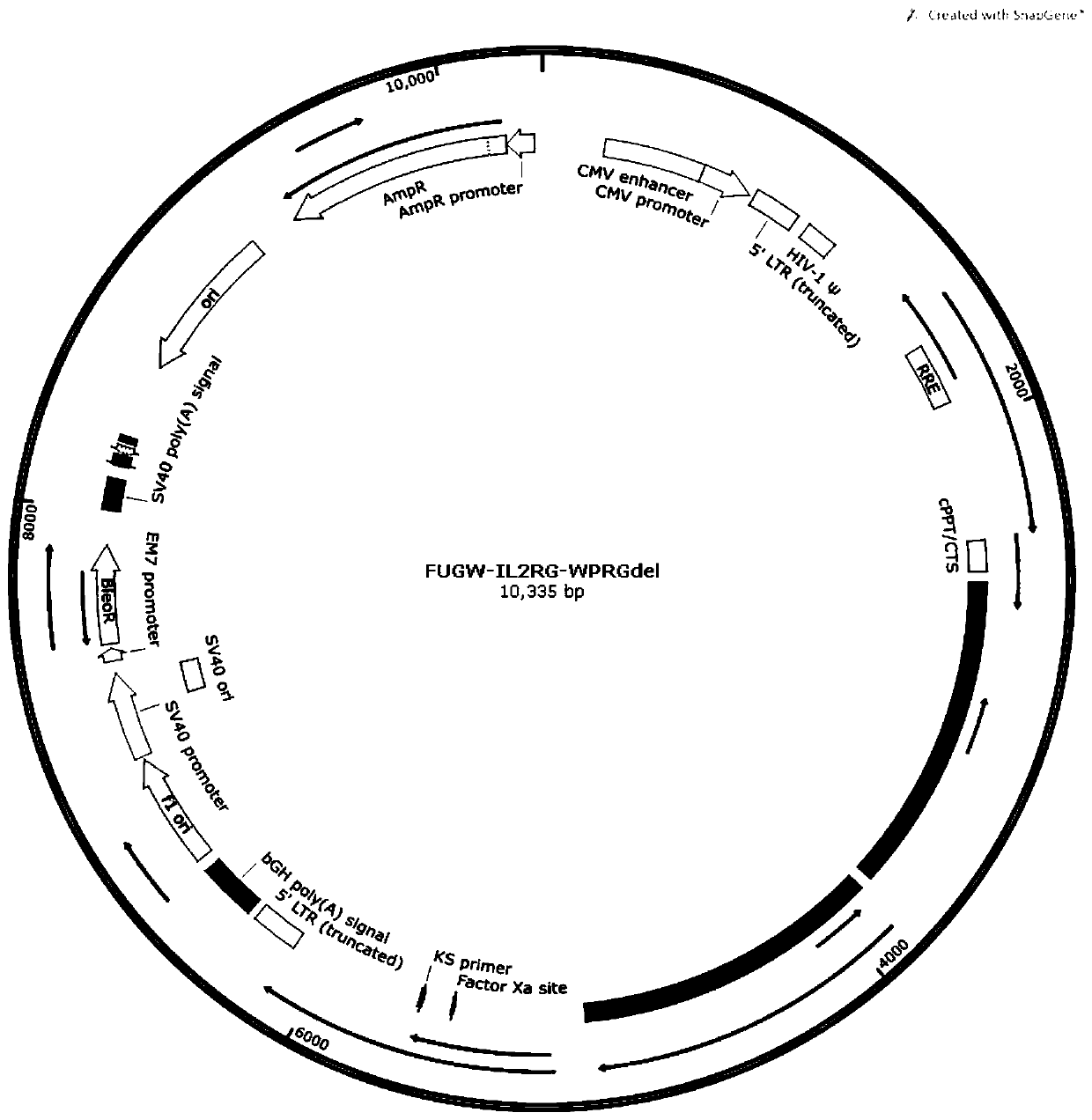 Congenital Immunodeficiency Gene Therapy Vector Construction Method and Application