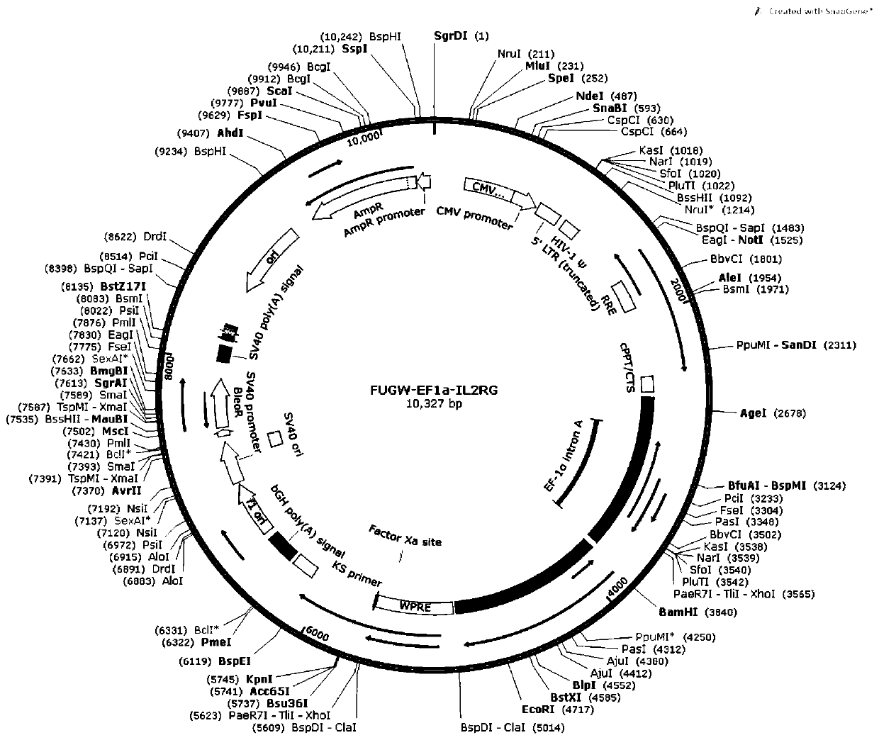 Congenital Immunodeficiency Gene Therapy Vector Construction Method and Application