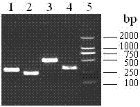 Multi-PCR (polymerase chain reaction) detection method of four diarrhoeic Escherichia coli and primer group thereof