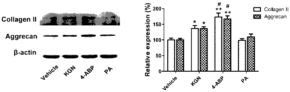 Application of small molecule compound 4-aminobiphenyl (4-ABP) in promoting stem cell proliferation and cartilage differentiation
