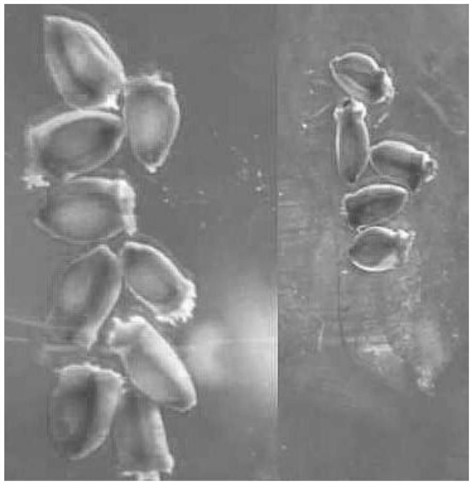 Wheat ear in-vitro culture solution for hybrid induction of haploid embryos of wheat and corn and a preparation method thereof